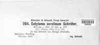Entyloma serotinum image